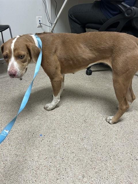 Photo of Juliette, adoptable Pit Bull Terrier in Bakersfield, California