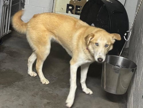 Photo of Pure, adoptable Husky in Locust Grove, Georgia