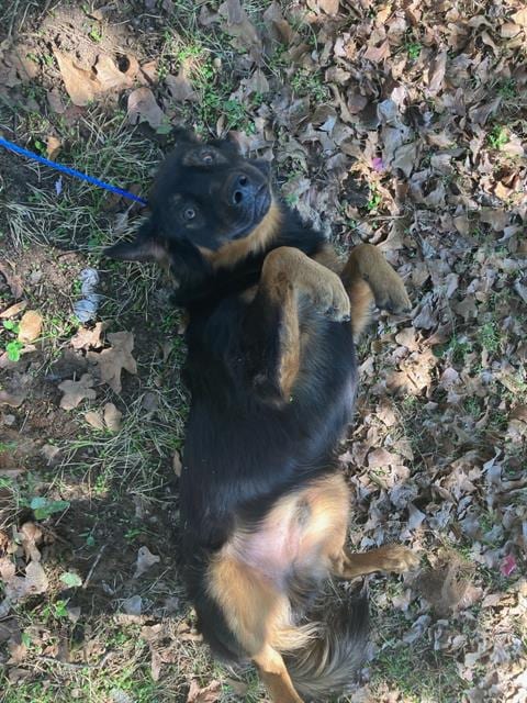 Photo of Coco, adoptable Mixed Breed
