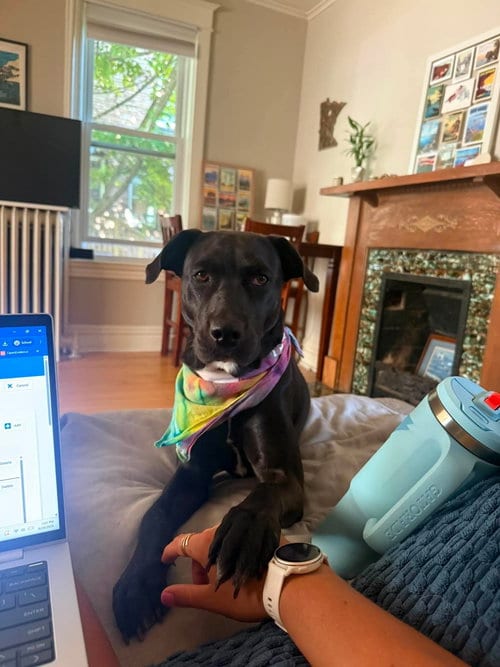 Photo of Mama Tilly, adoptable Black Labrador Retriever in Duluth, Minnesota
