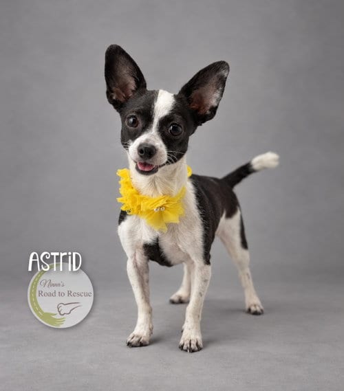 Photo of Astrid, adoptable Chihuahua in Benton, Louisiana