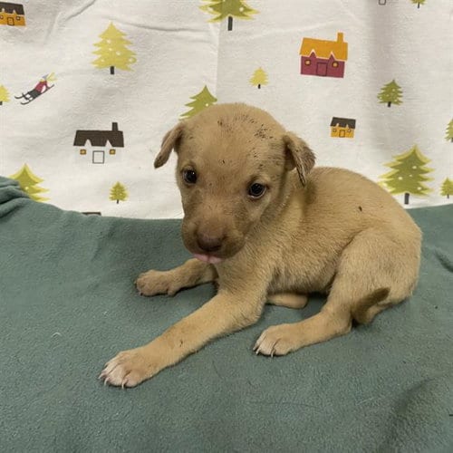 Photo of A614377, adoptable German Shepherd Dog in Modesto, California