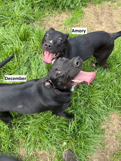 Photo of December, adoptable Labrador Retriever in Jackson, Mississippi
