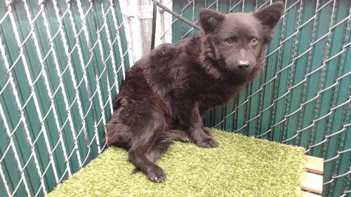 Photo of Happy, adoptable Chow Chow in Downey, California