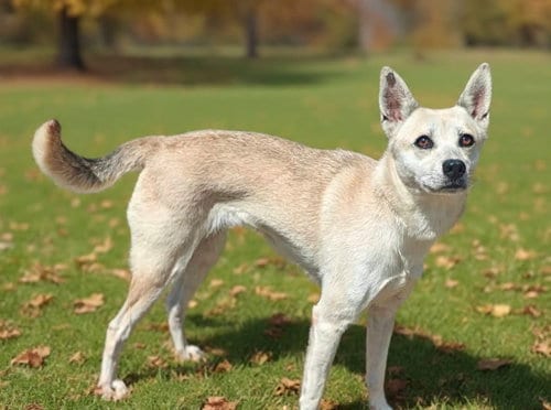 Photo of Darla 26/616, adoptable Australian Cattle Dog/Blue Heeler in Talladega, Alabama