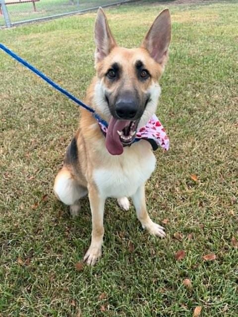 Photo of Dennis, adoptable German Shepherd Dog in Pasadena, Texas