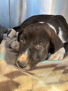 Photo of Seraphina, adoptable American Pit Bull Terrier in Phoenix, Arizona
