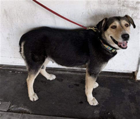Photo of Princesa, adoptable Husky in Los Angeles, California