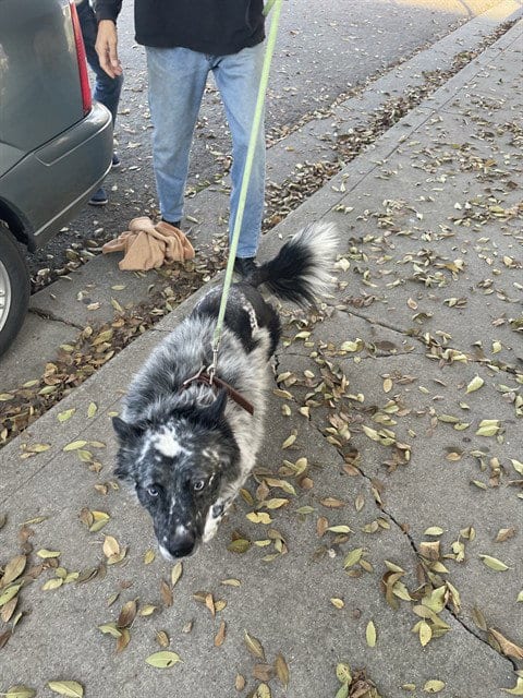 Photo of Raider, adoptable Australian Cattle Dog/Blue Heeler in Stockton, California