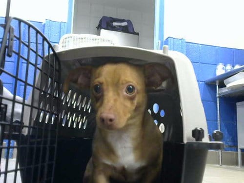 Photo of Jane, adoptable Chihuahua in Albuquerque, New Mexico