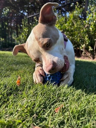 Photo of Romilda, adoptable dog in Chamblee, Georgia