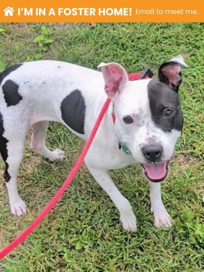 Photo of Snowball, adoptable dog in Baltimore, Maryland