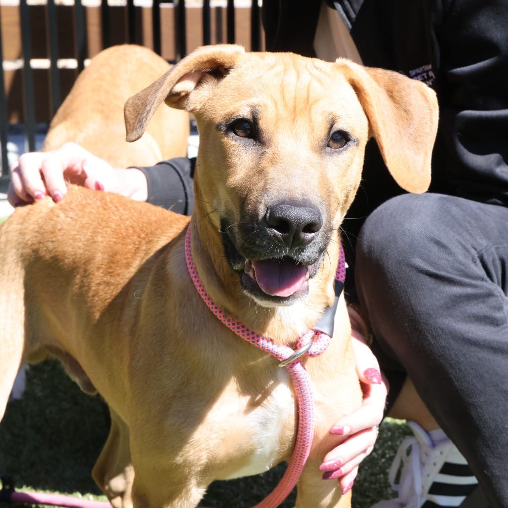 Photo of Cobbler, adoptable Hound in Spartanburg, South Carolina