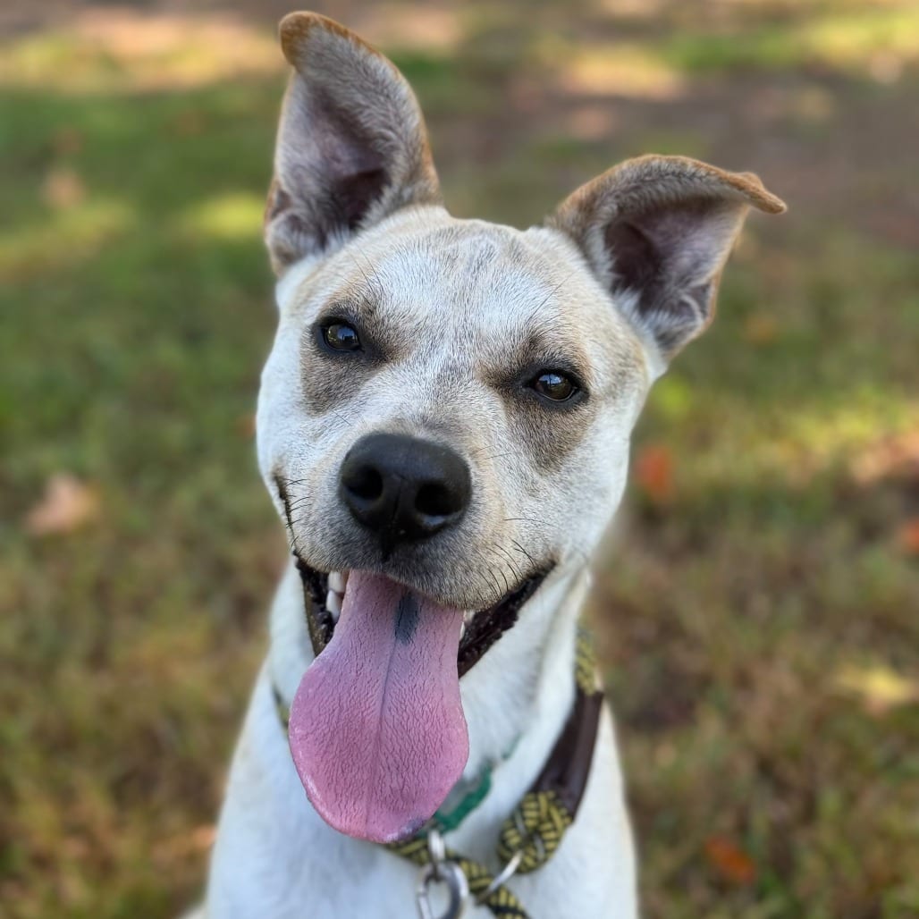 Photo of Hot Potato, adoptable Mixed Breed (Medium) in Greensboro, North Carolina