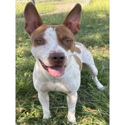Photo of Spencer, adoptable American Pit Bull Terrier in Texas City, Texas