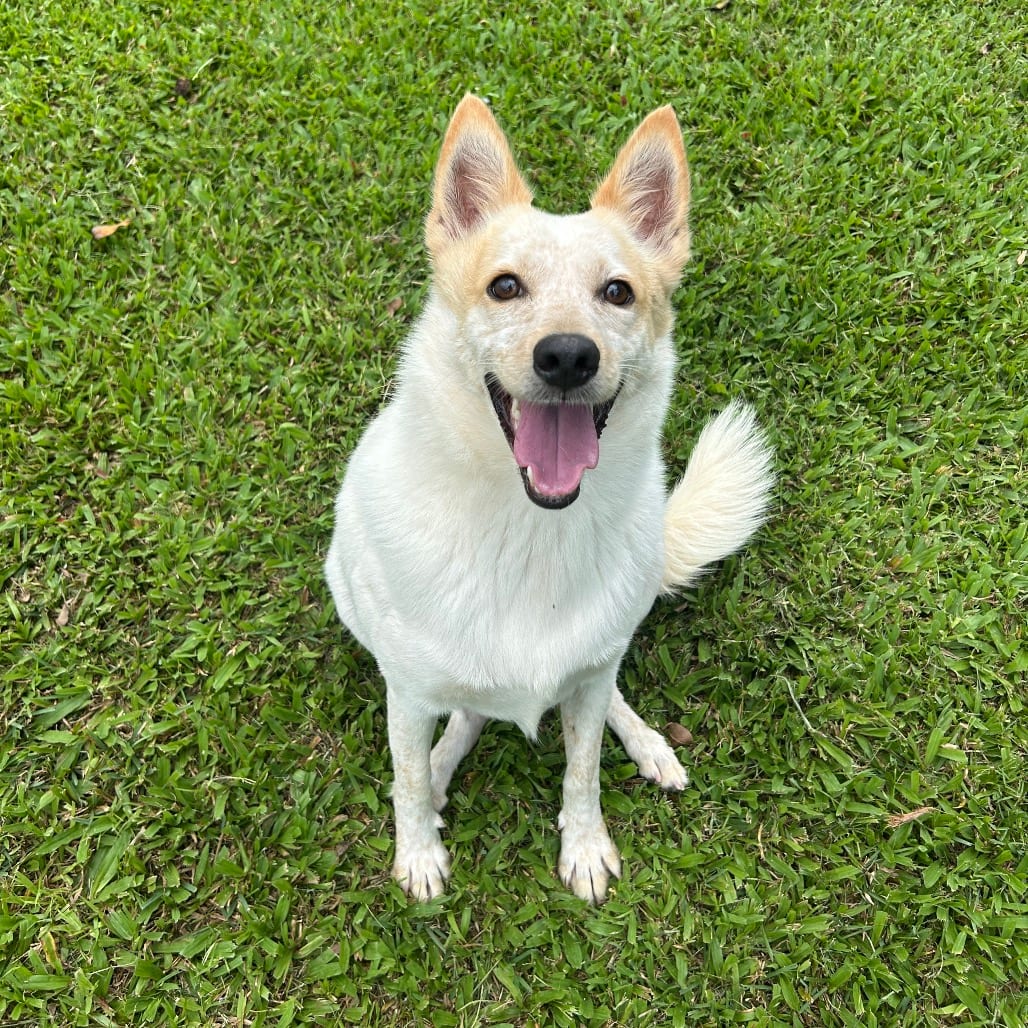 Photo of Kylie, adoptable Mixed Breed (Medium)