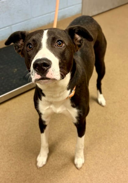 Photo of Cirilla, adoptable dog in Chamblee, Georgia