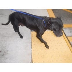 Photo of Kyla, adoptable Terrier (Unknown Type, Medium) in Doral, Florida