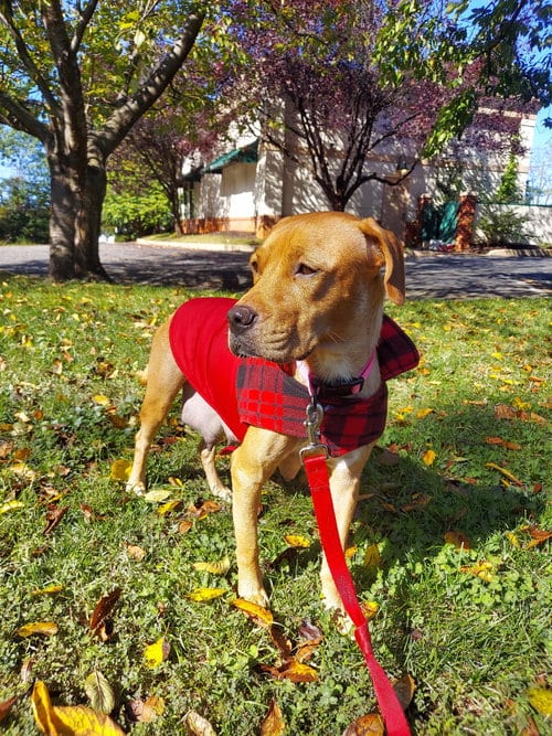 Photo of Katie, adoptable Labrador Retriever in Herndon, Virginia