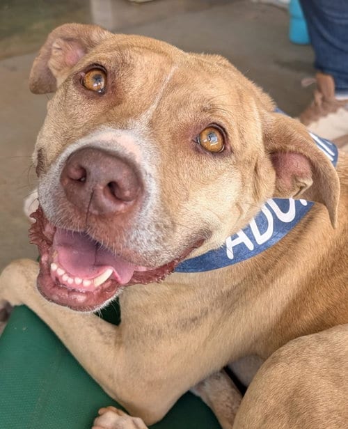 Photo of Cece, adoptable Terrier in Greenville, South Carolina