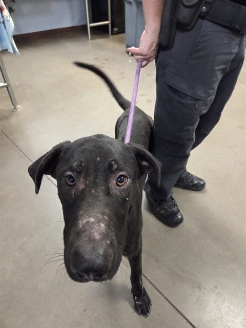 Photo of Wobbly, adoptable Labrador Retriever in Phoenix, Arizona