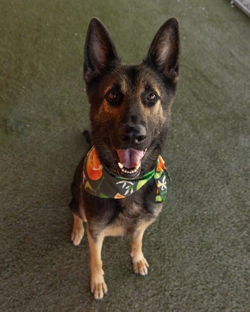 Photo of Ashley, adoptable German Shepherd Dog in Miami, Florida