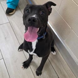 Photo of Manchester, adoptable American Pit Bull Terrier Mixed Breed (Medium) in Chatham, Virginia