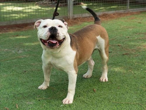 Photo of Mojo, adoptable Bulldog in Van Nuys, California