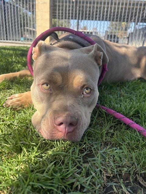 Photo of Momma, adoptable Pit Bull Terrier in Riverside, California
