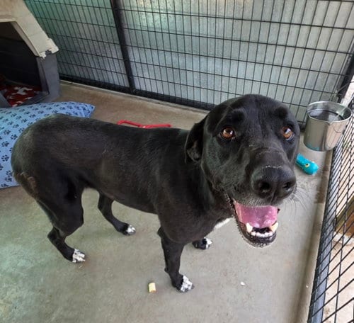 Photo of Sofie, adoptable Labrador Retriever in Monte Vista, Colorado