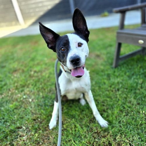 Photo of Calypso, adoptable American Pit Bull Terrier in Long Beach, California