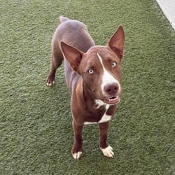 Photo of Ziggy 3106, adoptable Husky Mixed Breed (Medium) in Loxahatchee, Florida
