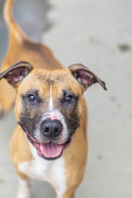 Photo of Melvin, adoptable dog in Chamblee, Georgia