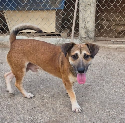 Photo of Napoleon, adoptable Beagle in San Diego, California