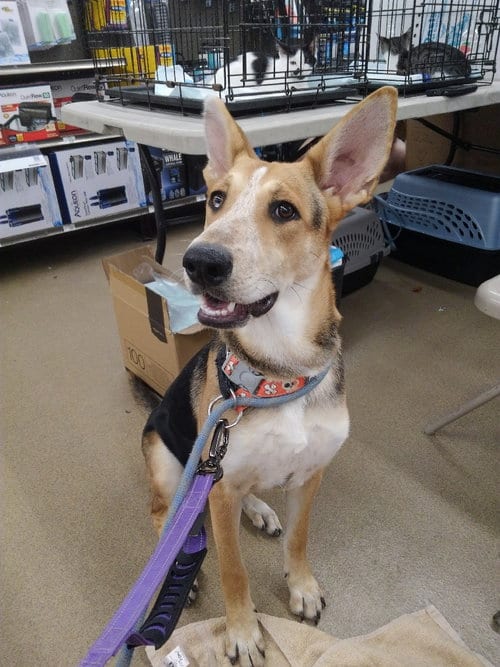 Photo of Ellie aka Eddy, adoptable German Shepherd Dog in San Antonio, Texas