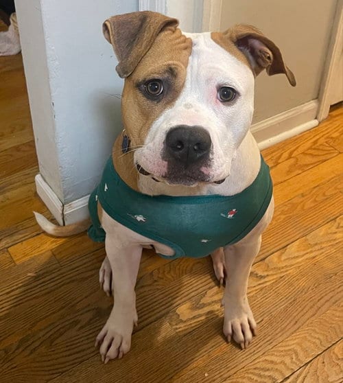 Photo of Lulu, adoptable Pit Bull Terrier in Princeton, Minnesota