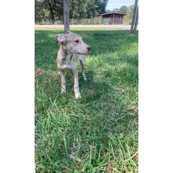 Photo of Karen, adoptable Hound (Unknown Type) in Medfield, Massachusetts