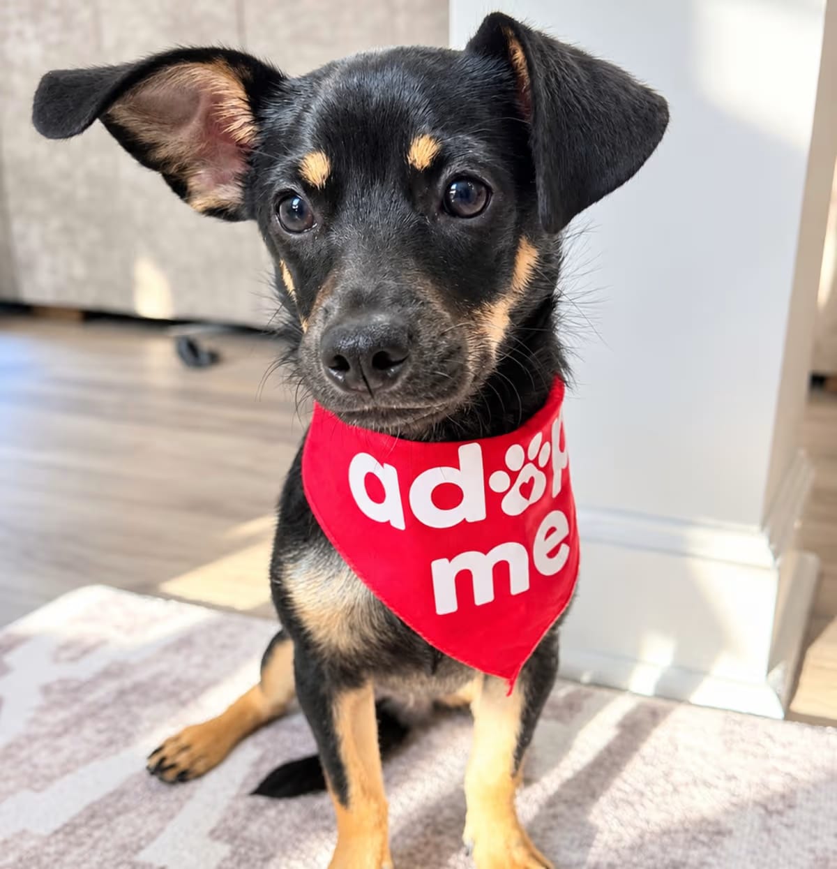 Photo of Preston, adoptable Chihuahua/Beagle in Fort Mill, South Carolina