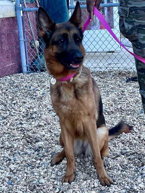 Photo of Anna, adoptable German Shepherd Dog in Forestville, Maryland