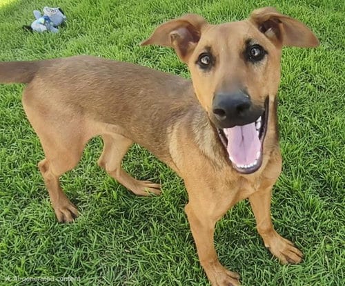 Photo of Fajita, adoptable Doberman Pinscher in Albuquerque, New Mexico