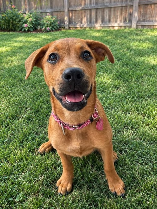 Photo of Minnesota, adoptable Rottweiler in Sedalia, Colorado