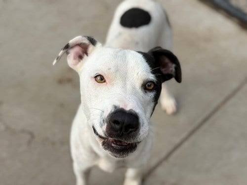 Photo of Rambo, adoptable Pit Bull Terrier in Tulsa, Oklahoma