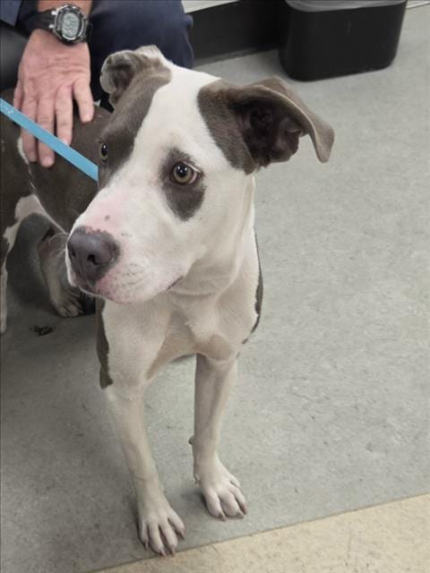 Photo of Martin, adoptable Pit Bull Terrier in Van Nuys, California
