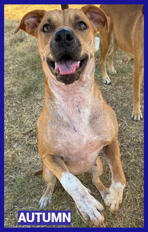 Photo of Autumn, adoptable Black Mouth Cur in Granbury, Texas