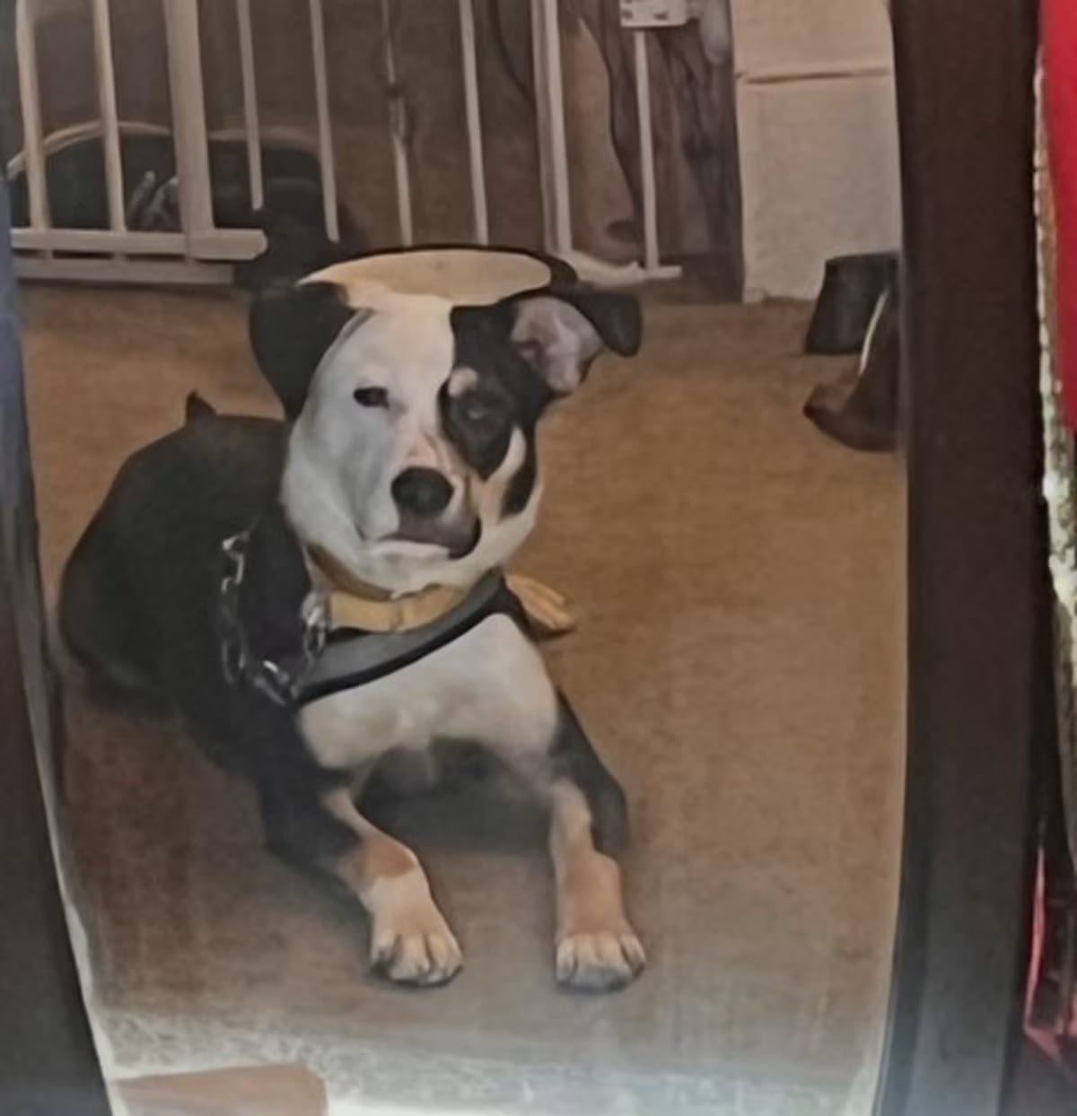 Photo of Clover, adoptable Border Collie Jack Russell Terrier in Coldwater, Michigan