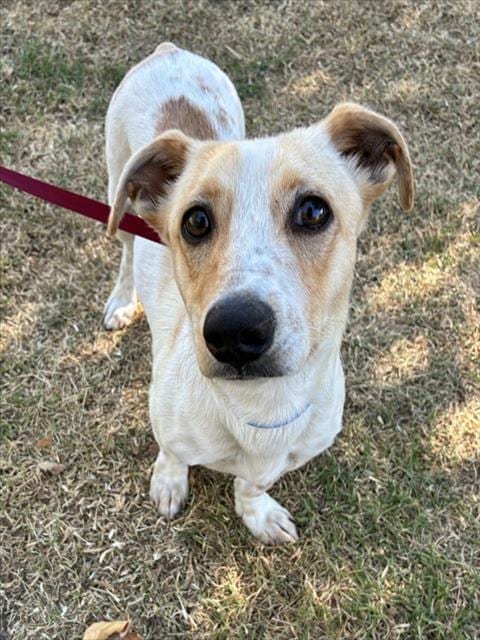 Photo of Caramel, adoptable Dachshund in Riverside, California