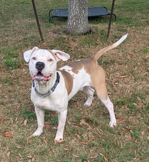 Photo of Mr Worldwide, adoptable Pit Bull Terrier in Texas City, Texas