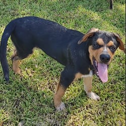 Photo of Blake, adoptable Shepherd (Unknown Type) in Chattanooga, Tennessee