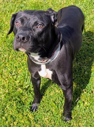 Photo of Azalea, adoptable Pit Bull Terrier in Akron, Ohio