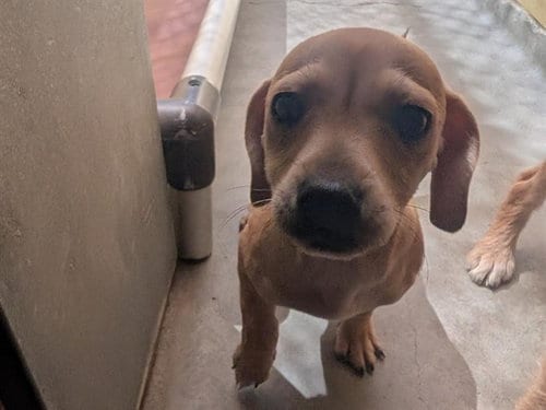Photo of Index Card, adoptable Terrier in Redwood City, California
